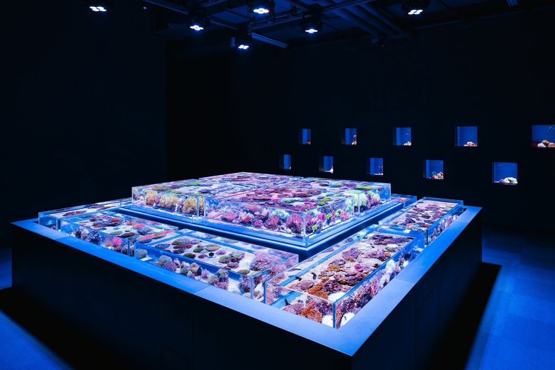 台中海洋館「珊瑚」展區