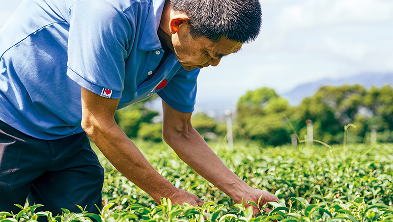 不像紅茶也不像烏龍茶？這款曾被嫌棄的台灣茶現在紅到紐約
