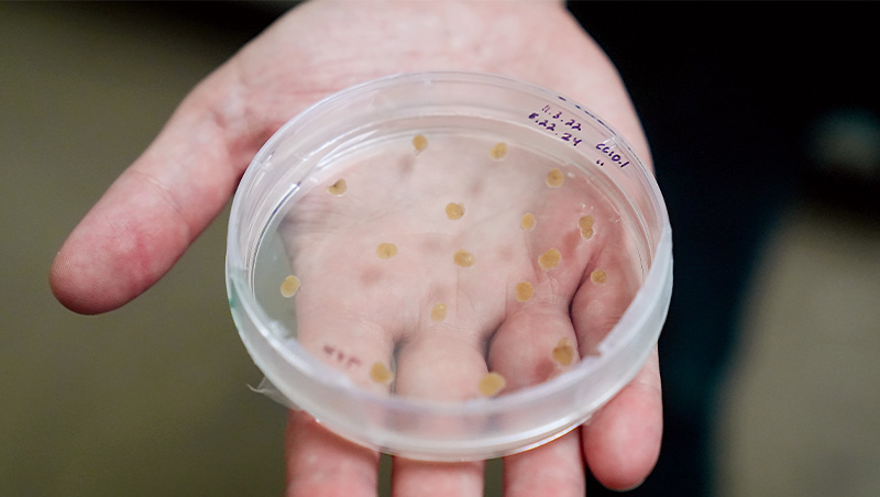 你吃的巧克力沒可可豆？細胞農業下的永續食物