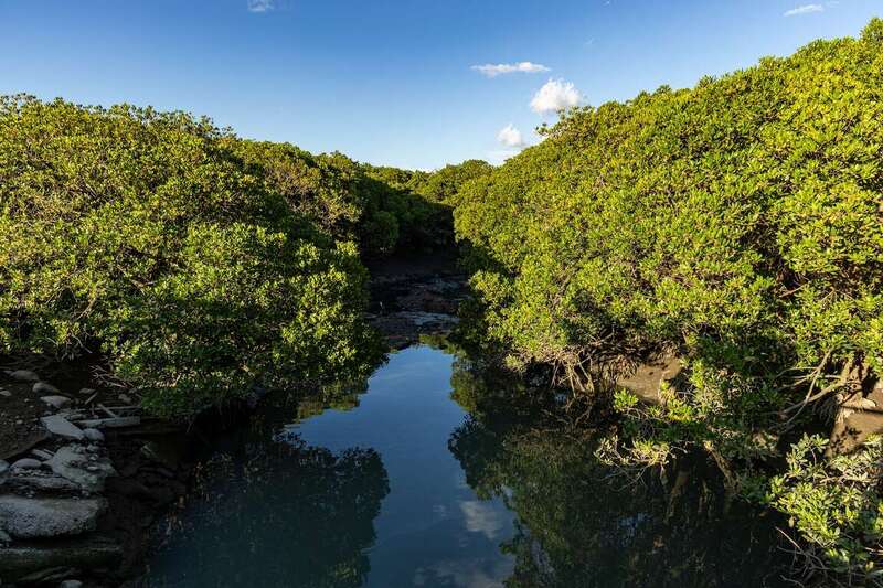 水筆仔公園（挖子尾自然保留區）