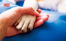 陪毛孩一起老去！「縮小版長照」掀起台灣零售、服務百億新藍海