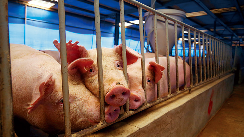 非洲豬瘟恐成「進口取代國產」關鍵，菜籃族、餐飲、外銷衝擊全解讀