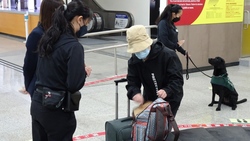 機場「取消免檢疫通道」！防堵非洲豬瘟，入境旅客一律查核