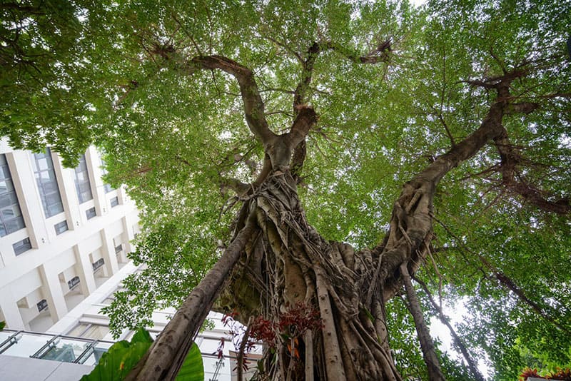 飯店與百年榕樹共生，並以榕樹為精神及飯店名稱的由來(禧榕軒大飯店提供)