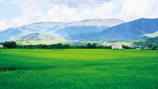 一粒米的旅行 從田埂到餐桌的台東風景