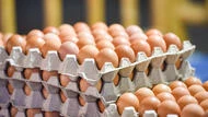 雞蛋編號怎麼看？C、B、F代表什麼？籠飼、平飼、放牧蛋差別＆選購指南