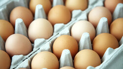 彰化蛋品驗出農藥「芬普尼」！專家點名最可能3污染源⋯9品牌下架名單一次看