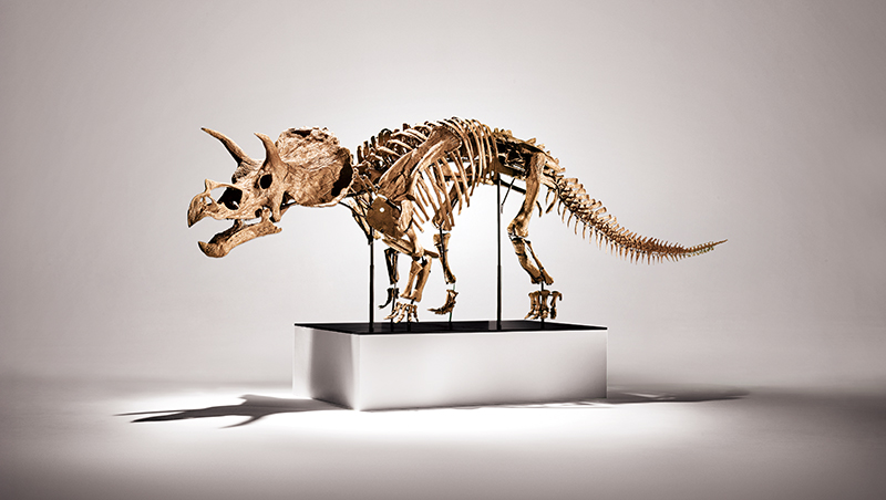 蒐藏界最狂競標　誰能把這隻三角龍寶寶帶回家