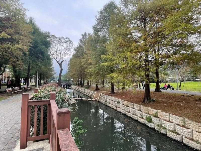 士林官邸公園落羽松