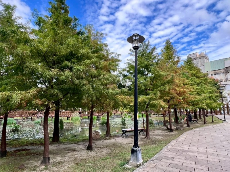 頭前運動公園落羽松