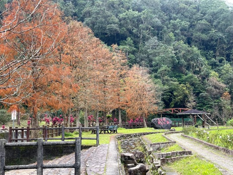 九芎根親水公園落羽松