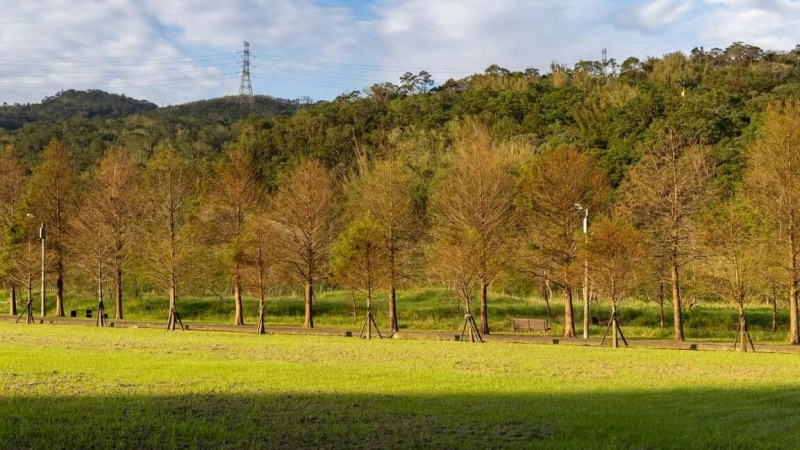 環保公園落羽松