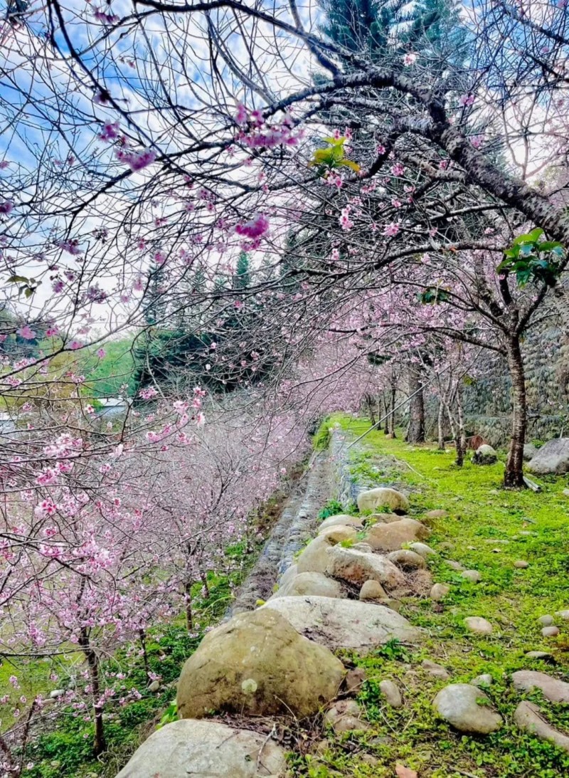 櫻花鳥森林