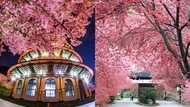 2026全台賞櫻景點》盤點10大櫻花勝地!武陵、九族、阿里山接力登場