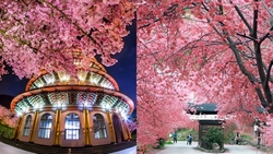 2026全台賞櫻景點》盤點10大櫻花勝地！武陵、九族、阿里山接力登場