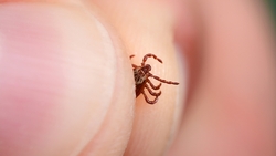 SFTS蜱蟲病是什麼？致死率達30%、國內累計3例，傳染途徑、預防QA一次看