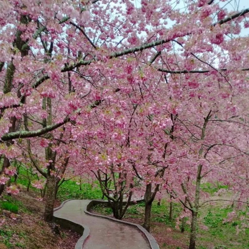 福壽山農場
