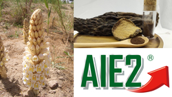 20年磨一劍！杏輝醫藥如何從沙漠瀕危植物，開創全球腦健康領域的新標竿