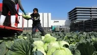 台積電讓熊本小鎮變瘋狂！住宿人次超越人口9倍，當地要徵住宿稅