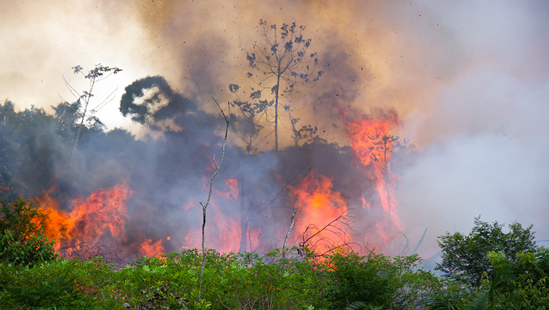 地球之肺在燃燒》亞馬遜雨林大火，救災最大敵人竟是自家總統？看懂巴西版川普的「變現」計畫