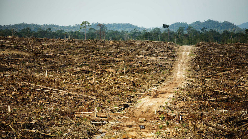國際承諾一場空 紐約宣言5年了 森林年年流失一個英國國土
