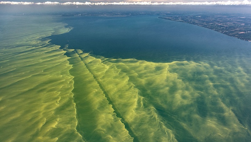 氣候變遷衝擊 美國全國性的毒藻危機將成常態