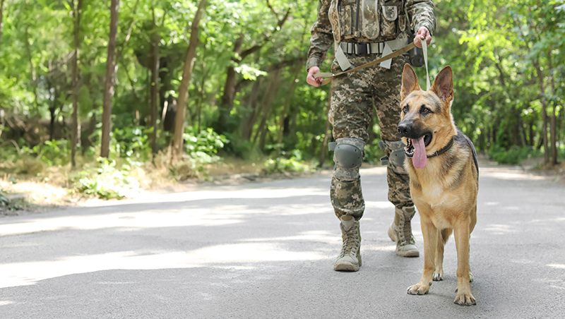 百年老牌神犬 為何美軍190億美元新科技贏不過