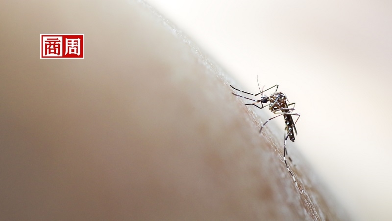 2千萬隻「基改蚊」終於要升空！不咬人、活不久，能抑制疾病傳播也帶來爭議