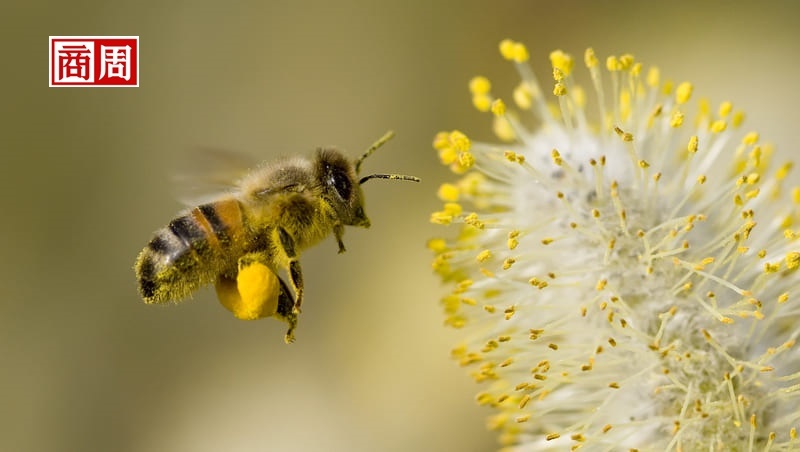 安潔莉娜裘莉，讓蜜蜂爬滿全身！「拯救蜜蜂」為什麼此刻又急又重要？