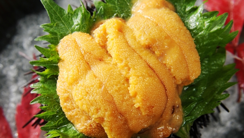 日經中文網》日本壽司吃不到海膽了？北海道「赤潮」危機讓海膽死光光
