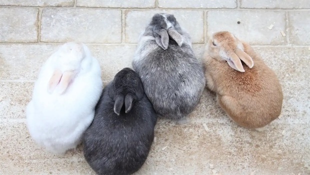兔年聊聊：為什麼日本人特別愛養兔子？原來有神話故事－福澤喬日本深度觀察｜商周