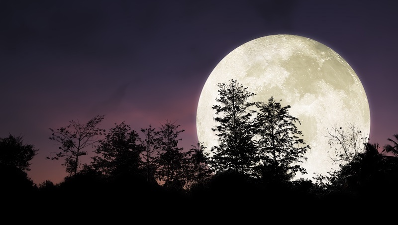 「外國的月亮比較圓」英文沒有moon⋯10個和「花草」有關的常見英文俚語