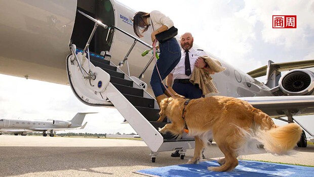 搭機，狗才是VIP！全球首家狗專屬航空5月首飛、機票近20萬⋯你搭不搭