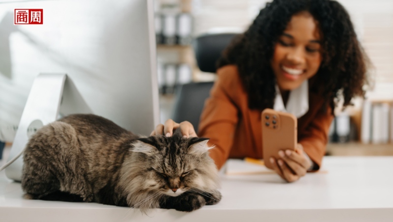 從愛狗到懂貓！瑪氏文化大改造、拋開狗派DNA，稱霸美國貓零食市場