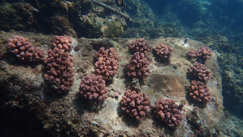 從山巔到海底！與國家公園署一同守護臺灣生態，實現永續承諾