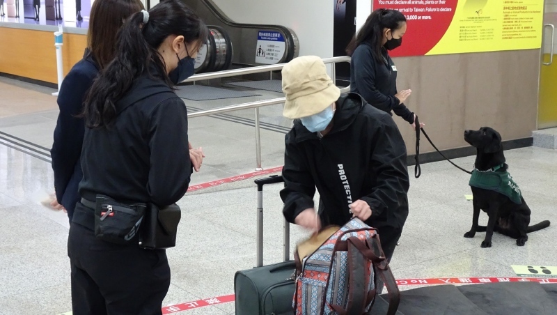 機場「取消免檢疫通道」！防堵非洲豬瘟，入境旅客一律查核