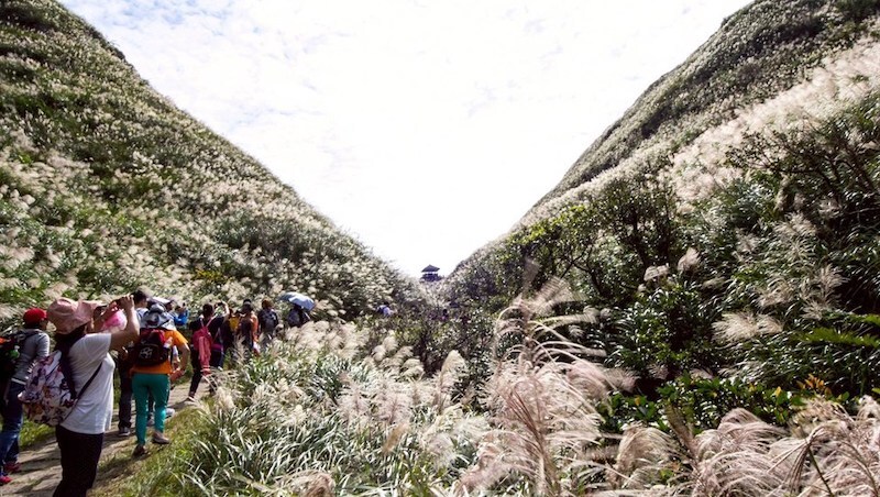 2025草嶺古道芒花季開跑！11月限定銀白花海，交通套票、必拍景點、一日遊全攻略