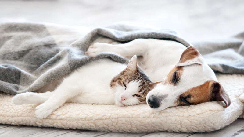 冷氣團報到一路冷到週六！氣象署曝低溫走勢：這天清晨恐剩5度