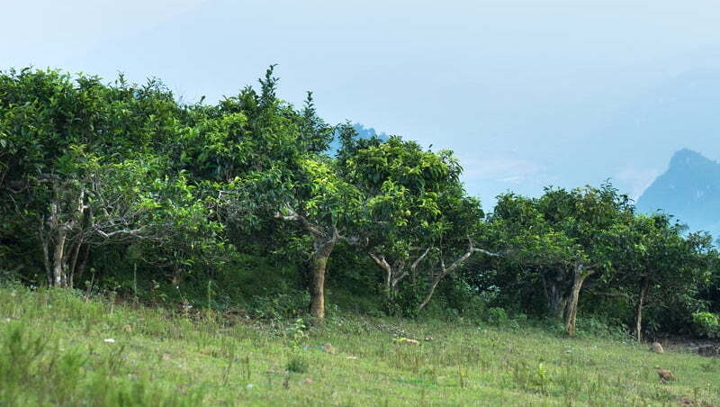 把製茶精神帶進北越深山！台灣茶職人成越南珍稀古樹茶先驅