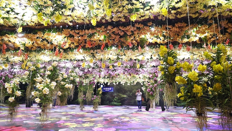 2026台南國際蘭展2/27開幕！門票優惠、展區亮點、交通資訊一次看