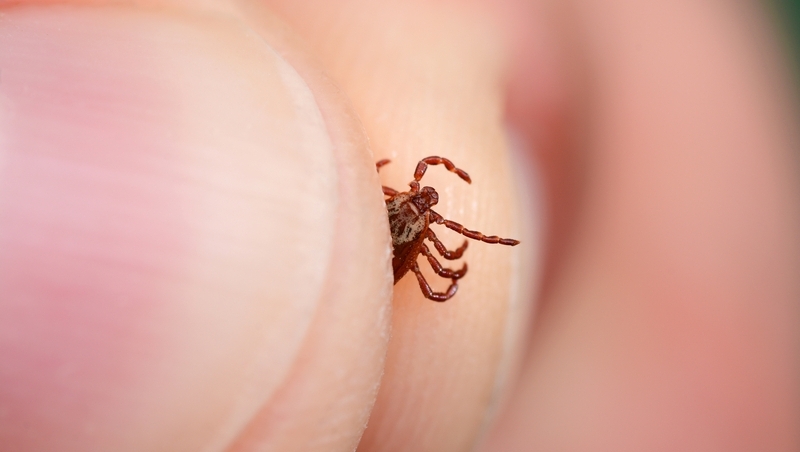 SFTS蜱蟲病是什麼？致死率達30%、國內累計3例，傳染途徑、預防QA一次看