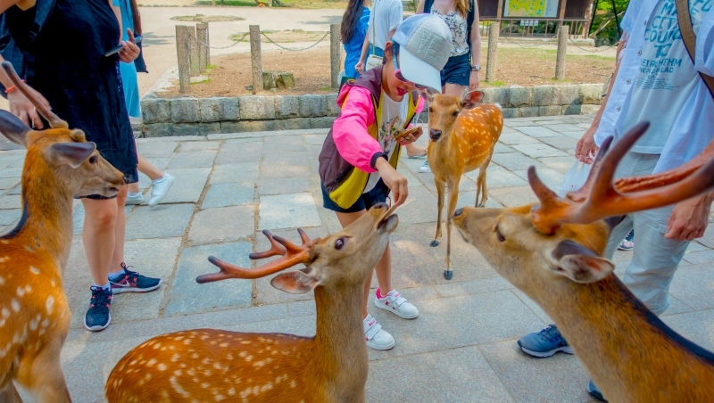 日本現在也要衝國內客！但最高級的星野，為何把重點放年輕人？