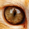 貓眼看世界