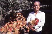 卜蜂飼養的肉雞是麥當勞與肯德基炸雞的共同來源。 卜蜂飼養的肉雞是麥當勞與肯德基炸雞的共同來源。