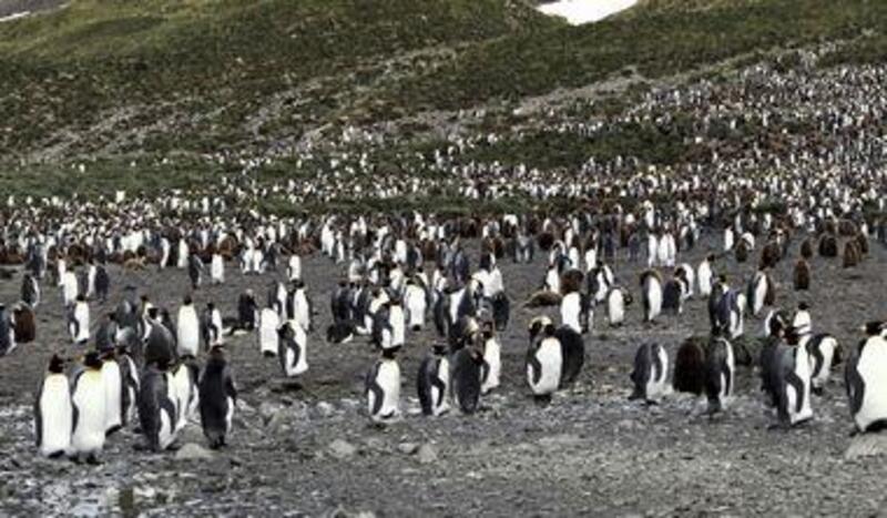 我後面是三萬隻國王企鵝