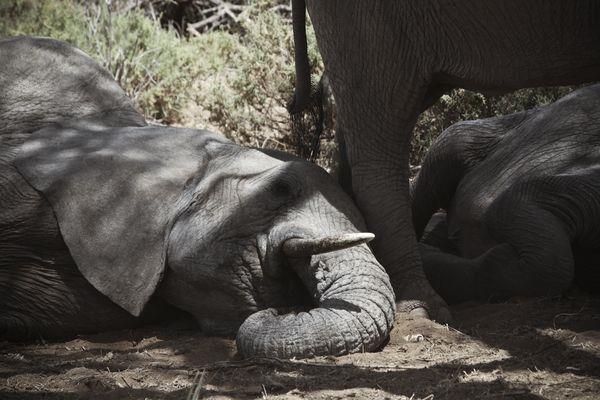 累倒的小象睡在媽媽旁邊