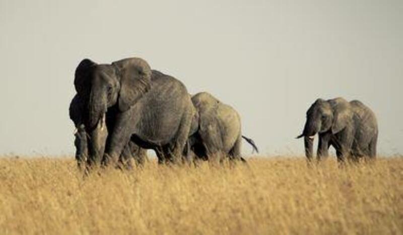 肯亞Amboseli公園裡大象的眼淚