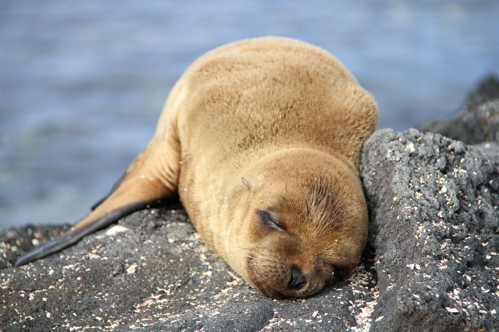 Galapagos 的海狗很親人，睡覺都像是在微笑