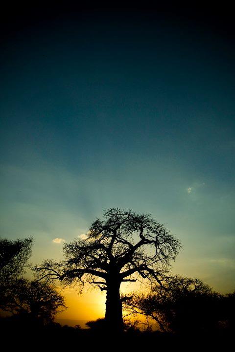 夕陽下的BAOBAO樹