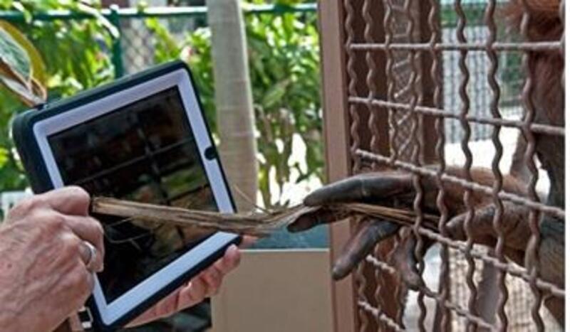 iPad新用途：和猩猩溝通